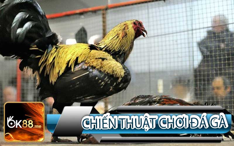 Chiến Thuật Khi Chơi Đá Gà Cựa Sắt